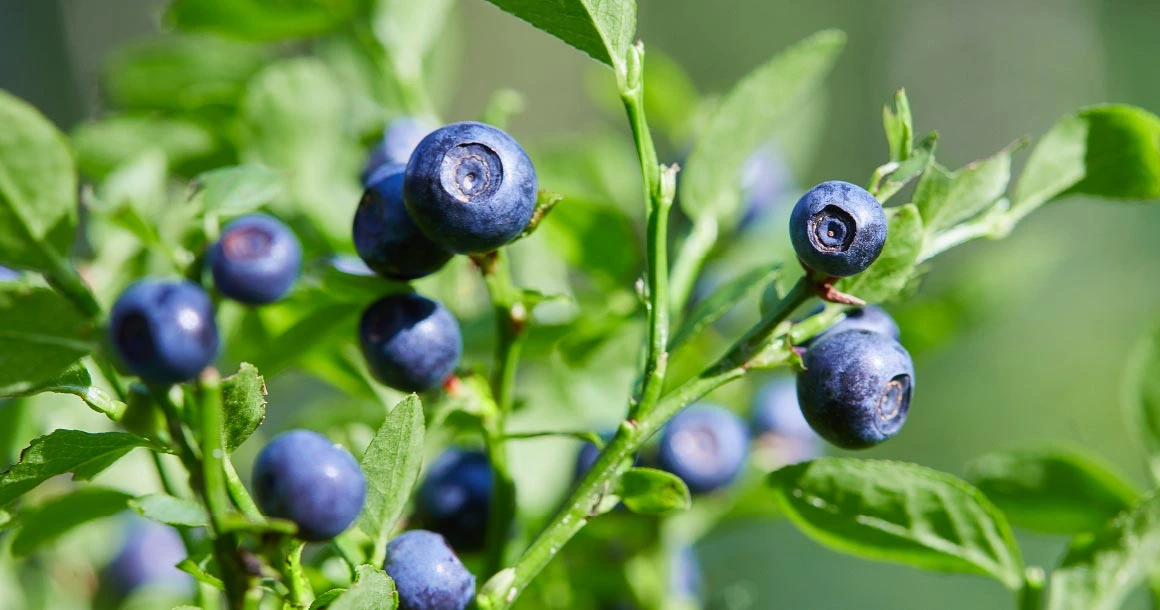 Ščiti mrežnico pred poškodbami